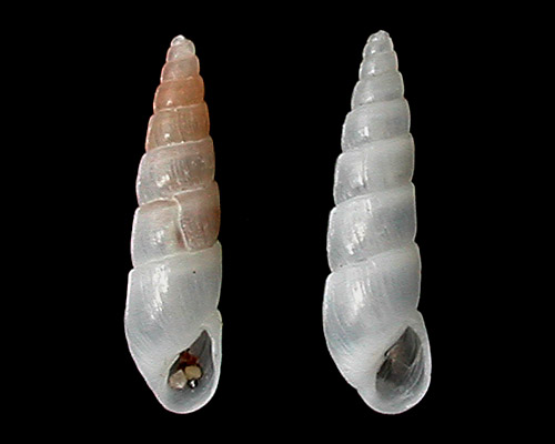 Evaletta lacteola: shell