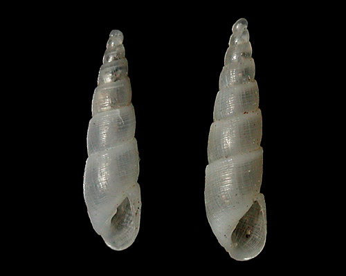Evalea eclecta: shell