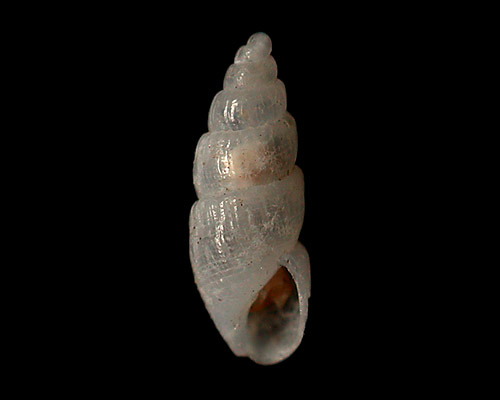 Evalea waikikiensis: shell