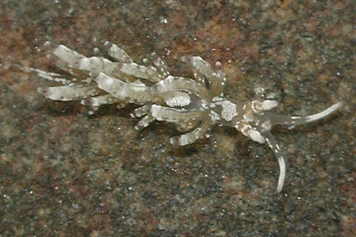 Favorinus sp. #1: young, 3 mm