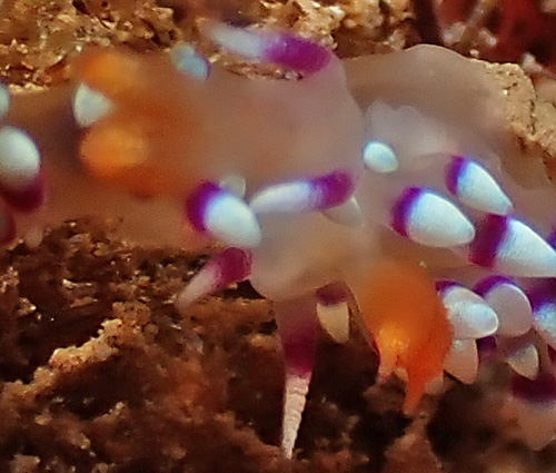Flabellina exoptata: pre-mating, later detail