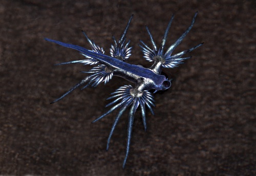 Glaucus atlanticus