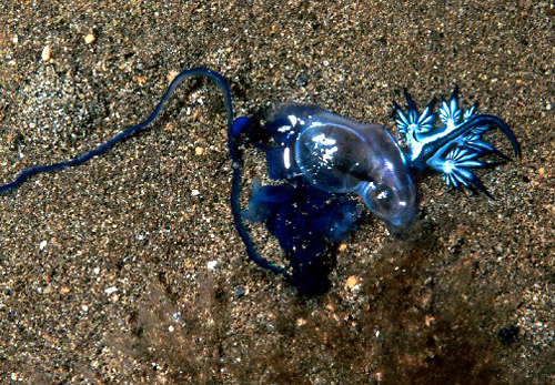 Glaucus atlanticus: with Physalia utriculus