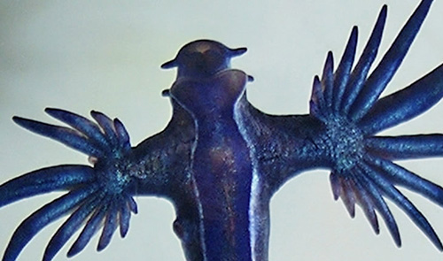 Glaucus atlanticus: detail