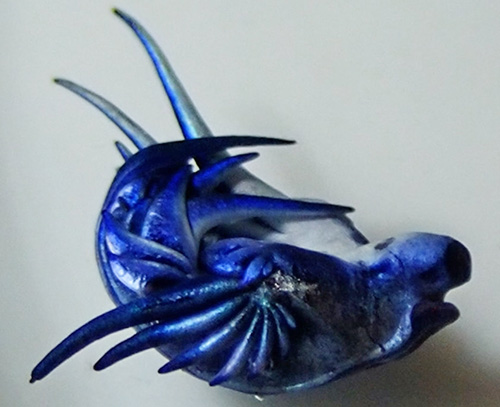 Glaucus atlanticus: side, coiled