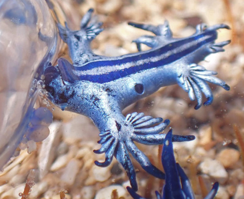 Glaucus atlanticus: with Physalia utriculus, detail