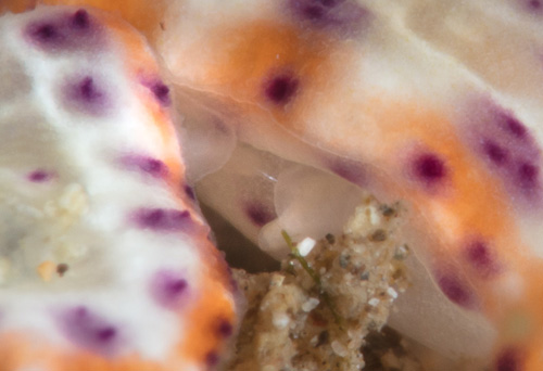 Goniobranchus decorus: mating-closeup 2