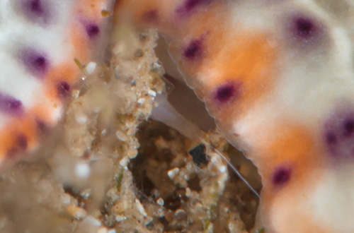 Goniobranchus decorus: mating-closeup 3