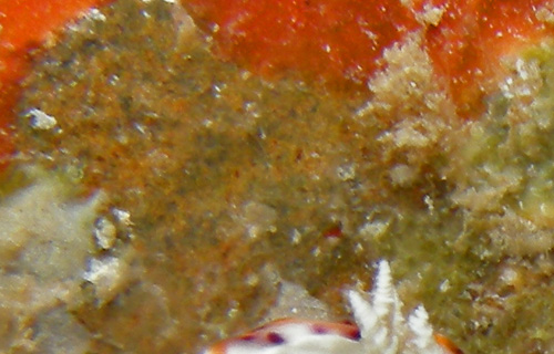 Goniobranchus decorus: cluster after feeding, sponge remnants