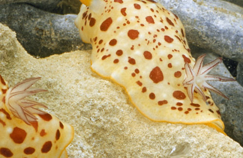 Goniobranchus petechialis: detail