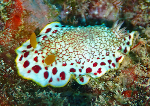 Goniobranchus sp. #5: finely spotted