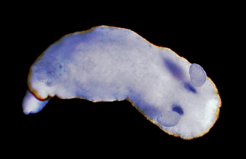 Goniobranchus verrieri