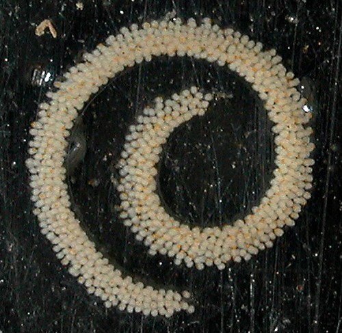Goniobranchus verrieri: egg mass