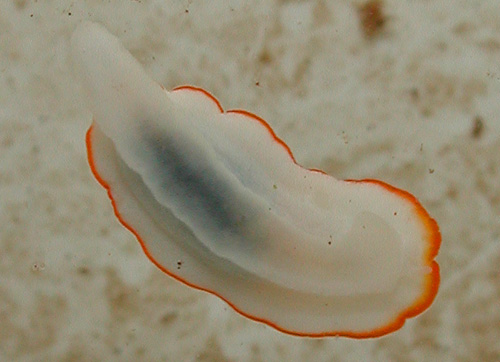Goniobranchus verrieri: underside