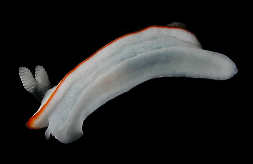 Goniobranchus verrieri: side, bottom