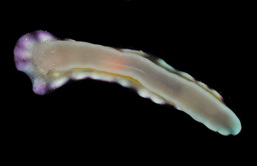 Goniobranchus vibratus: underside