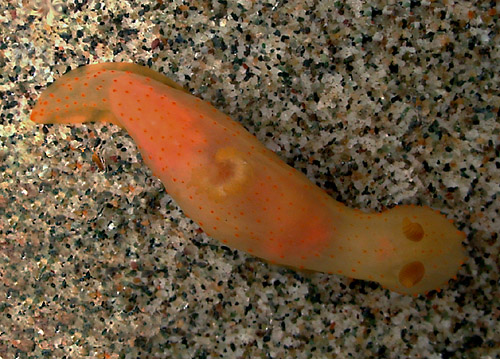 Gymnodoris bicolor