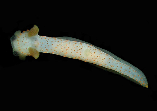 Gymnodoris bicolor: young, 8 mm