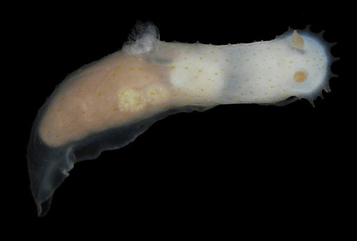 Gymnodoris citrina