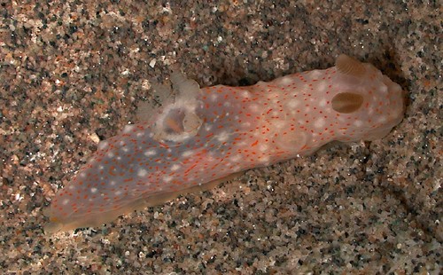 Gymnodoris okinawae