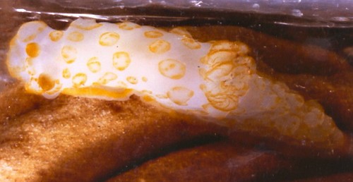 Gymnodoris rubropapulosa