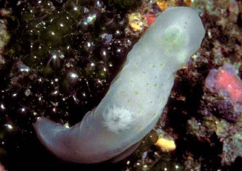 Gymnodoris sp. #10