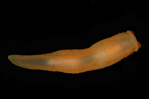 Gymnodoris sp. #2: underside