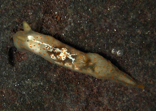 Gymnodoris sp. #6