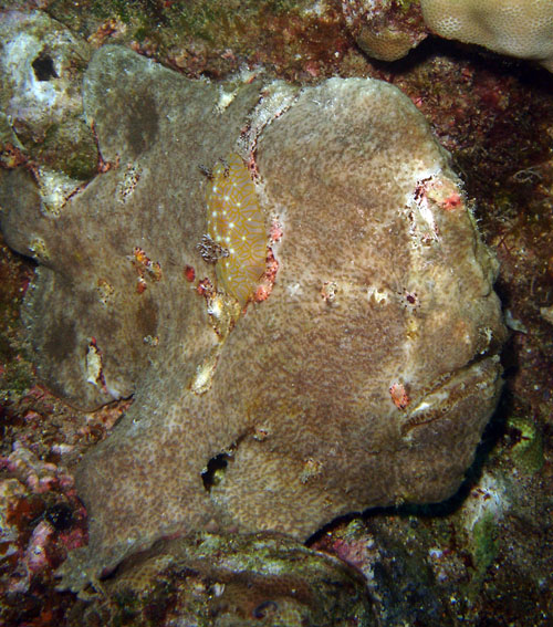 Halgerda-terramtuentis, on frogfish