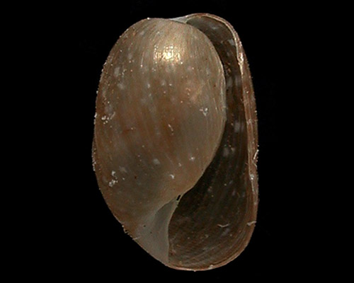 Hamineobulla kawamurai: shell