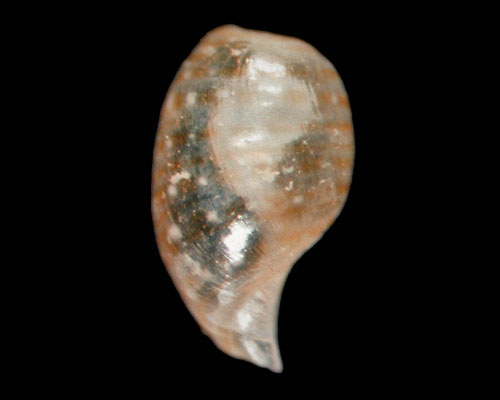 Hamineobulla kawamurai: juvenile shell
