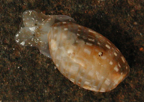 Hamineobulla kawamurai: young, 2.5 mm