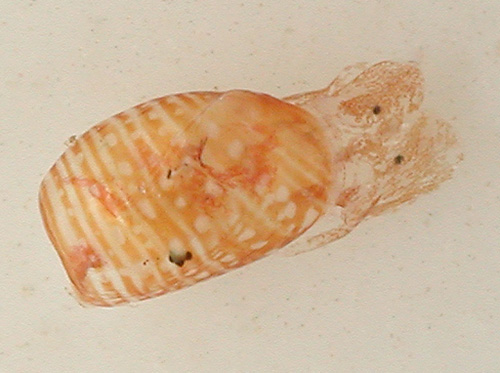 Hamineobulla kawamurai: young, 1.8 mm