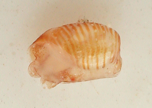 Hamineobulla kawamurai: young, 1.8 mm, underside
