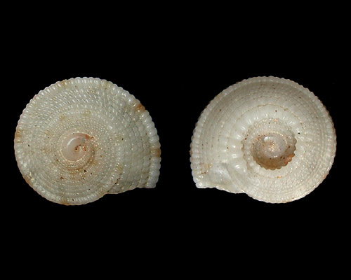 Heliacus implexus: shell