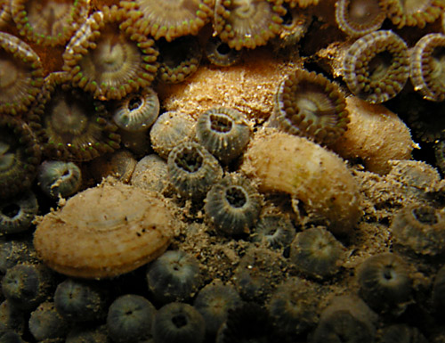 Heliacus mighelsi: on zoanthids