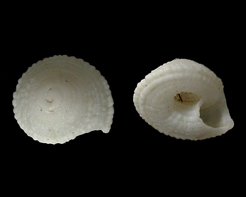 Heliacus trochoides: shell