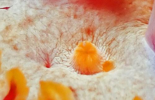 Hexabranchus aureomarginatus: anal papilla