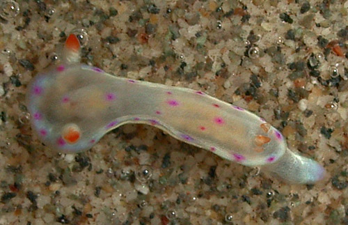 Hexabranchus sandwichensis: juvenile, 5 mm