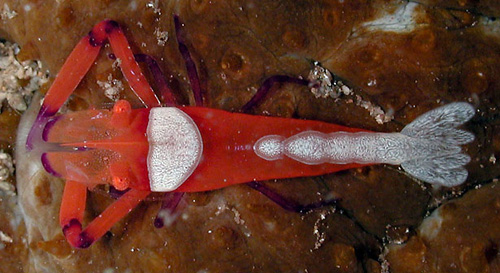 Hexabranchus sandwichensis: shrimp closeup