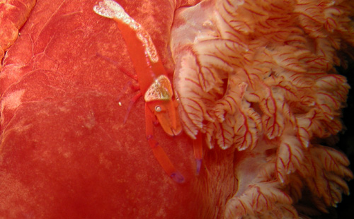 Hexabranchus sandwichensis: shrimp closeup on animal