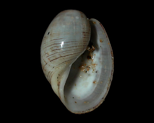 Hydatina physis: shell
