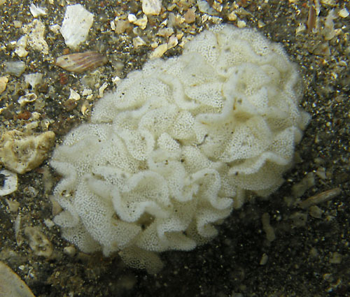 Hydatina physis: probable egg in field