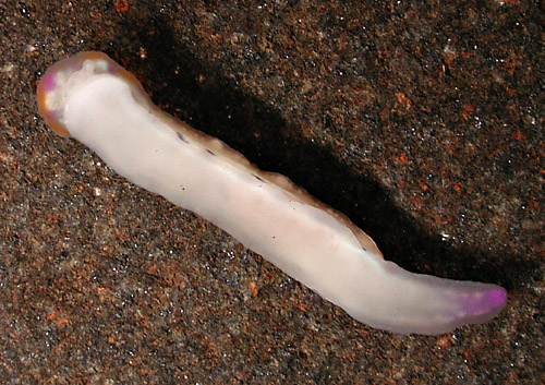 Hypselodoris bertschi: underside