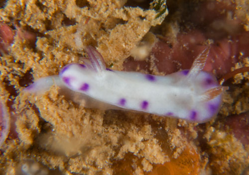 Hypselodoris imperialis: young, about 3-4 mm