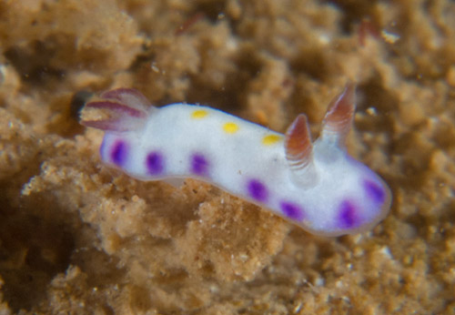Hypselodoris imperialis: young, about 3-4 mm (with first spots)