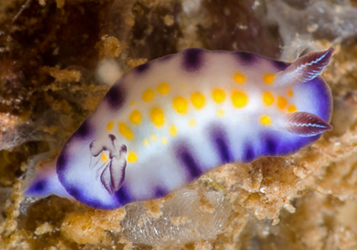 Hypselodoris imperialis: young, lateral spots developing