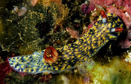 Hypselodoris infucata