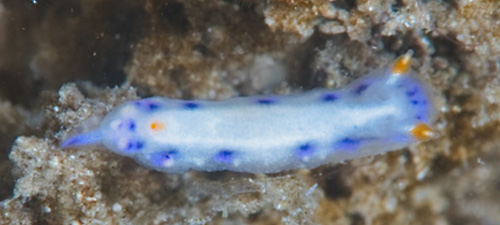Hypselodoris infucata: young, 3-4 mm