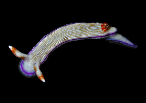 Hypselodoris insulana: young, about 10 mm